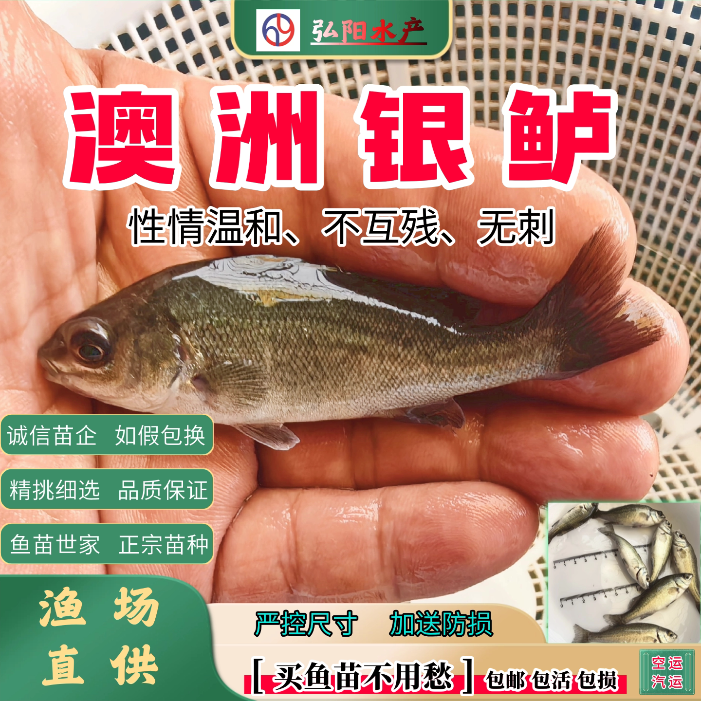 银鲈鱼苗澳洲银鲈4-15厘米包邮