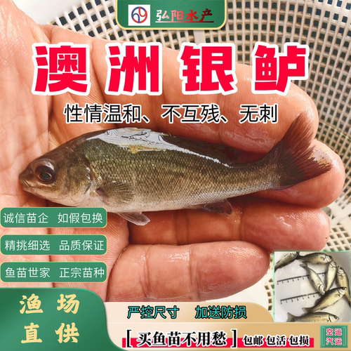 银鲈鱼苗澳洲银鲈4-15厘米包邮