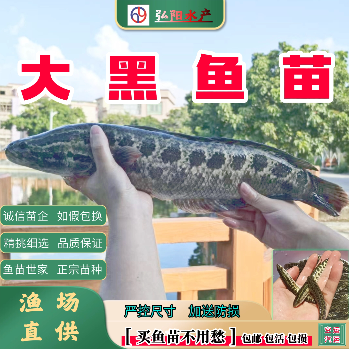黑鱼苗2-30厘米包活送损耐活