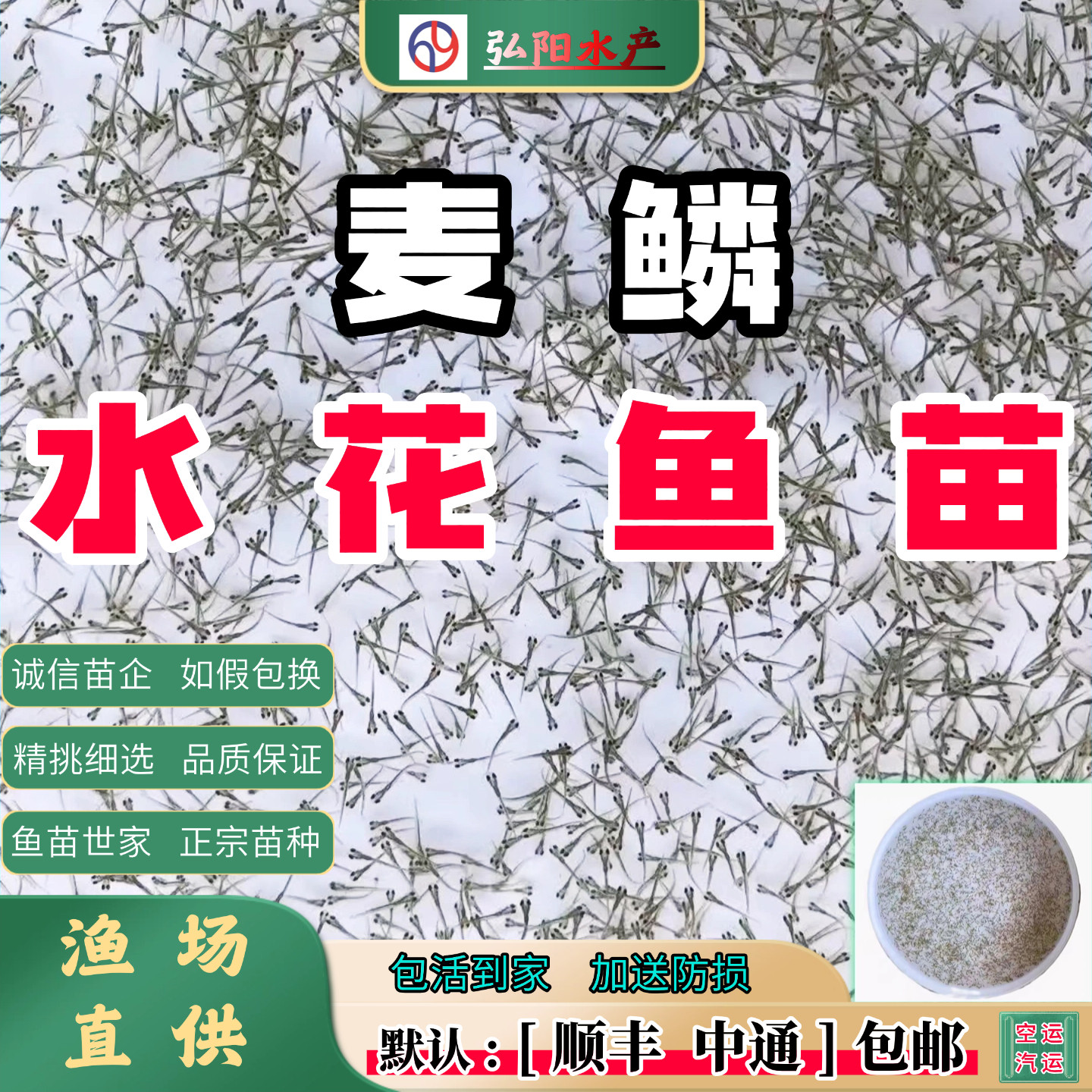 麦鲮水花鱼苗2毫米包活包邮