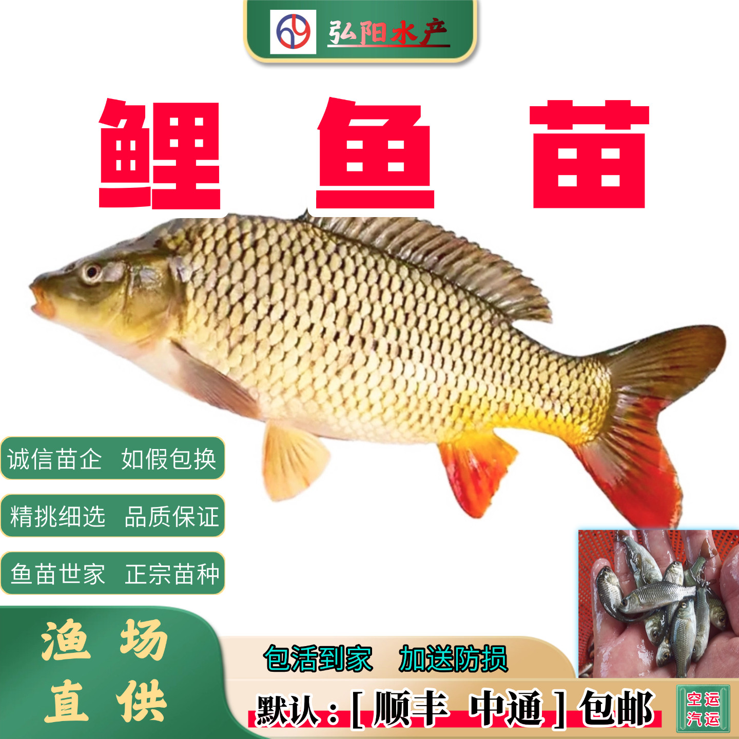 鲤鱼苗2-10厘米耐活送损包活
