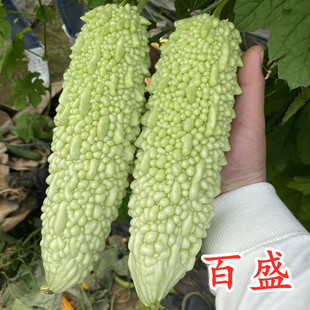 白苦瓜种子珍珠苦瓜种籽早熟瓜长皮白肉厚高产蔬菜四季包邮百胜