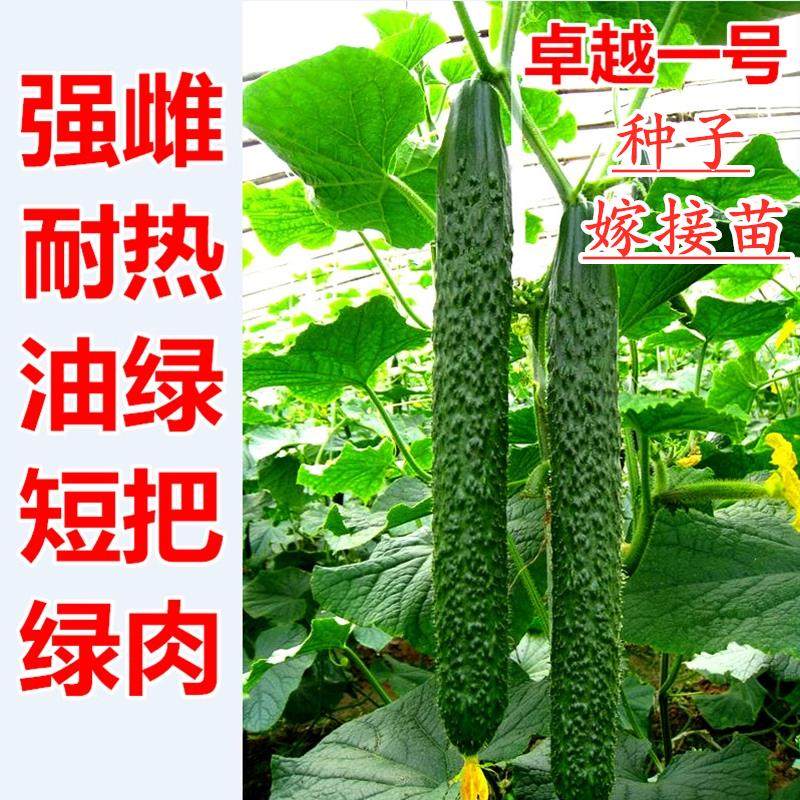 黄瓜种子强雌耐热水籽青油