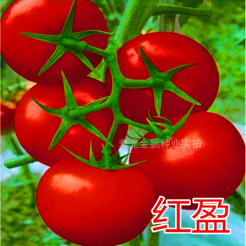 红果番茄种子西柿籽苗耐寒