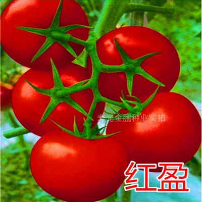 红果番茄种子西柿籽苗耐寒