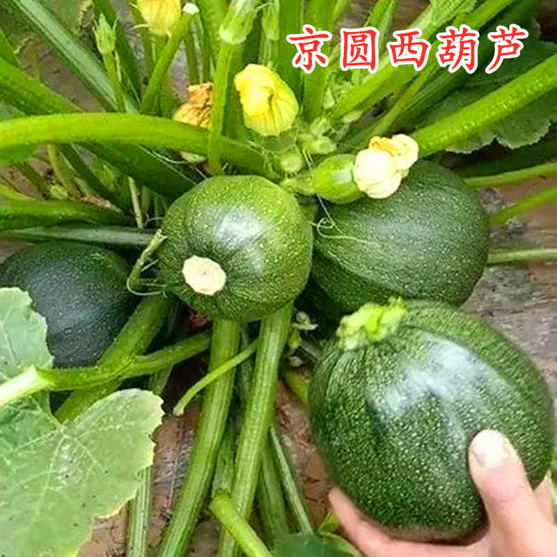 无蔓短蔓无藤西葫芦种子翠绿圆形嫩南瓜种籽四季高产蔬菜阳台庭院