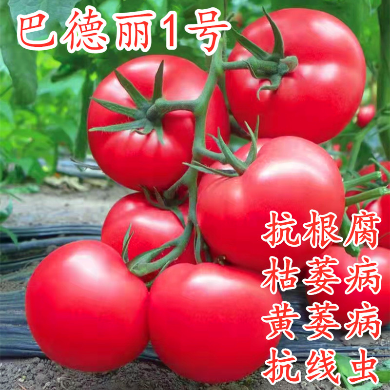 番茄种子深粉西红柿籽耐寒