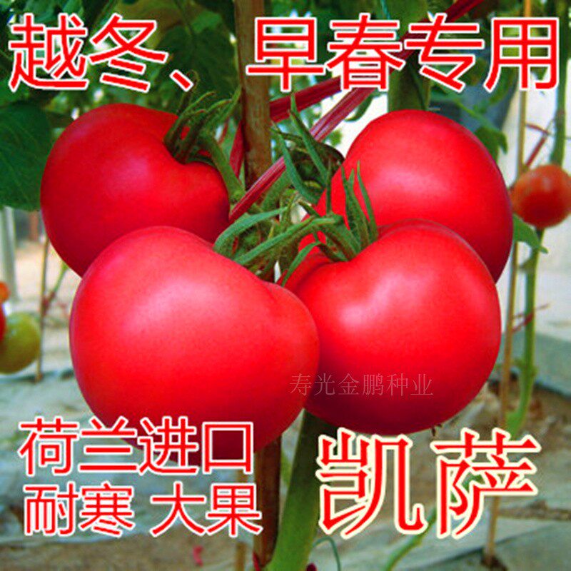 番茄种籽西红柿种子番茄秧苗子粉红大果高产口感好四季蔬菜凯萨,农用物资,蔬菜种子/种苗,淘宝优惠券,粉丝福利购,淘宝优惠卷