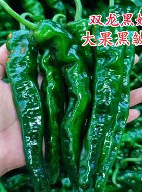 黑色大果皱皮辣椒种子深绿色芜湖椒泡椒种籽虎皮椒四季蔬菜阳台