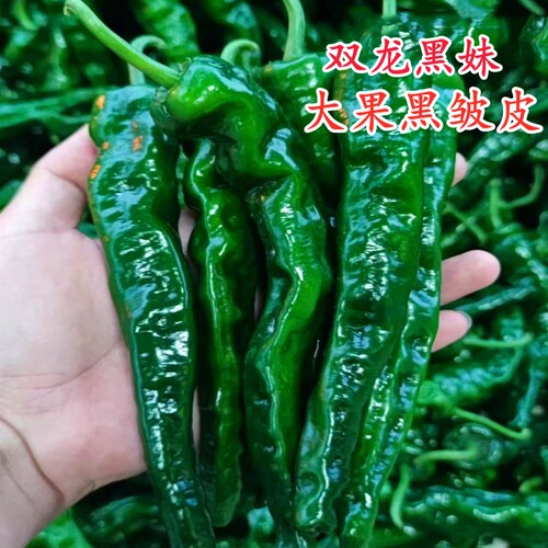 黑色大果皱皮辣椒种子深绿色芜湖椒泡椒种籽虎皮椒四季蔬菜阳台