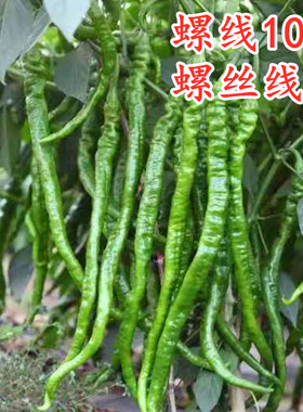 螺丝线椒种子籽褶皱细长辣