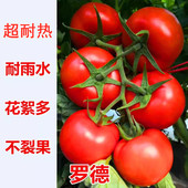 大红果西红柿种子石头番茄种籽硬果耐热耐雨水秧苗子嫁接苗罗德