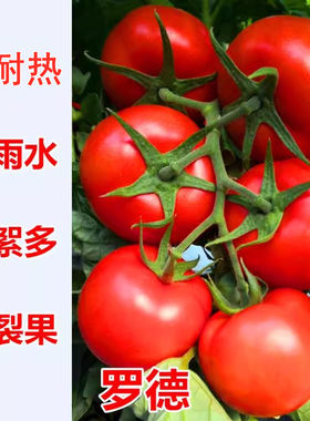 红果西柿种子石头番茄籽硬