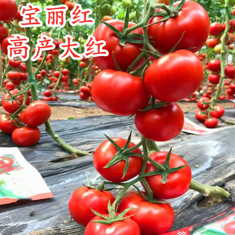 大红西柿种子番茄籽抗病高