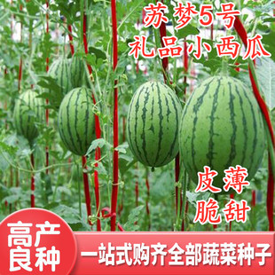 礼品小西瓜种子吊瓜种籽花皮椭圆形红瓤皮薄脆甜甜瓜香瓜苏梦5号
