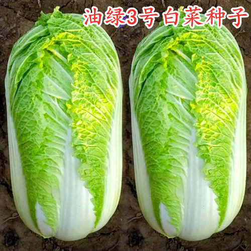 秋播大白菜种子北京新3号