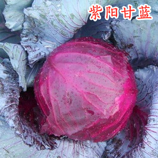 紫色甘蓝种籽卷心菜种子包心菜大头菜洋白菜莲花白四季包邮紫阳