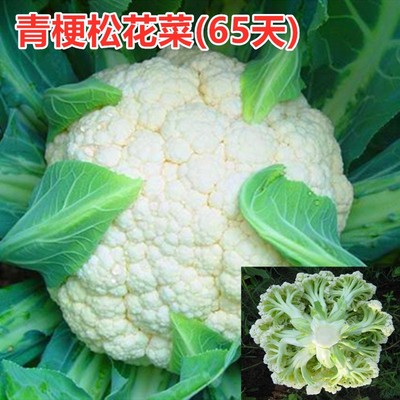 青梗松花菜种子籽苗耐寒热