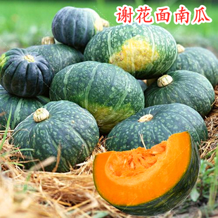 谢花面落花面板栗南瓜种子东北倭瓜窝瓜种籽粉面甜四季庭院阳台