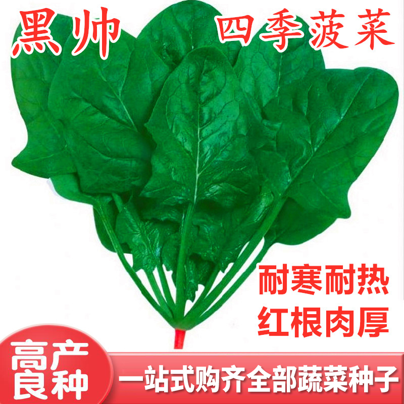 菠菜种子包邮耐寒热红根籽