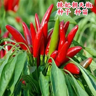 朝天椒种子簇生望天猴辣椒种子超辣干鲜两用四季蔬菜阳台庭院