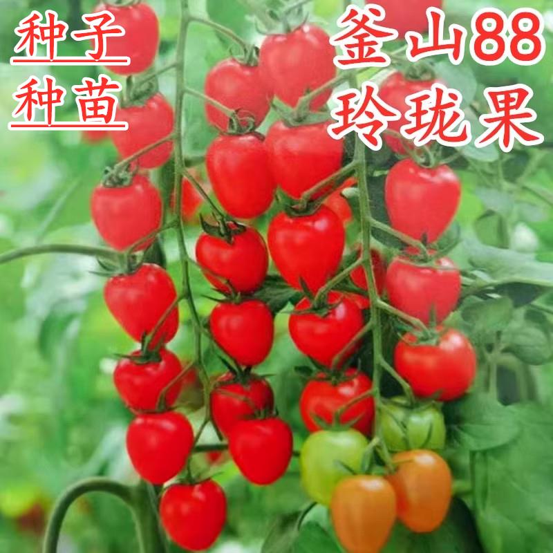 釜山88玲珑果小番茄种子樱桃番茄种籽红色圣女果特色超甜四季蔬菜