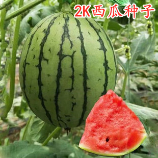 全美2k西瓜种子薄皮沙瓤椭圆形礼品小西瓜种籽吊瓜嫁接西瓜苗秧苗