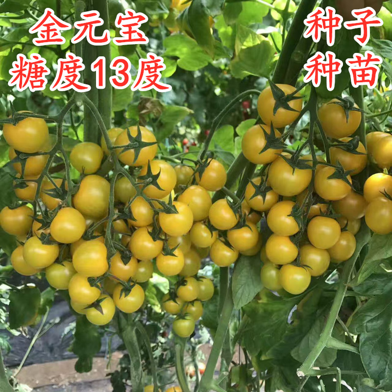 黄色樱桃番茄种子橙黄色圣女果种苗子特色小番茄种籽甜度高金元宝