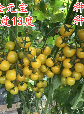 黄色樱桃番茄种子橙黄色圣女果种苗子特色小番茄种籽甜度高金元宝