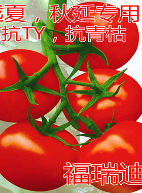 番茄种籽西红柿子以色列进