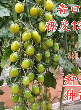 青口蜜糖小番茄种子特色绿色圣女果种籽脆甜糖度口感好四季蔬菜籽