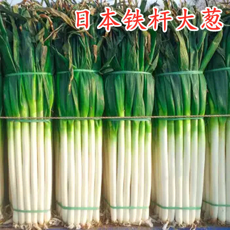 日本铁杆葱王大葱种子钢葱大葱葱白紧实产量高四季蔬菜种子