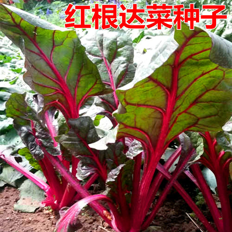 红根达菜种子红牛皮菜莙荙菜君达菜种籽盆栽蔬菜四季蔬菜播种包邮