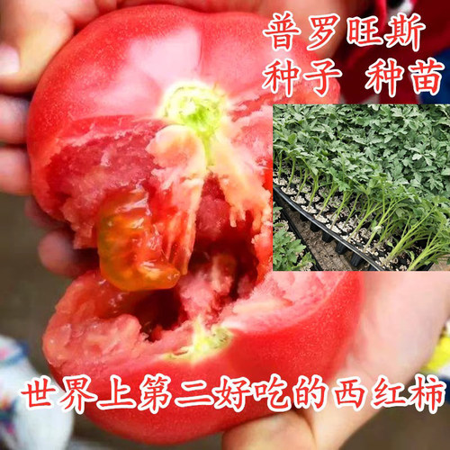 普罗旺斯番茄种子西红柿籽