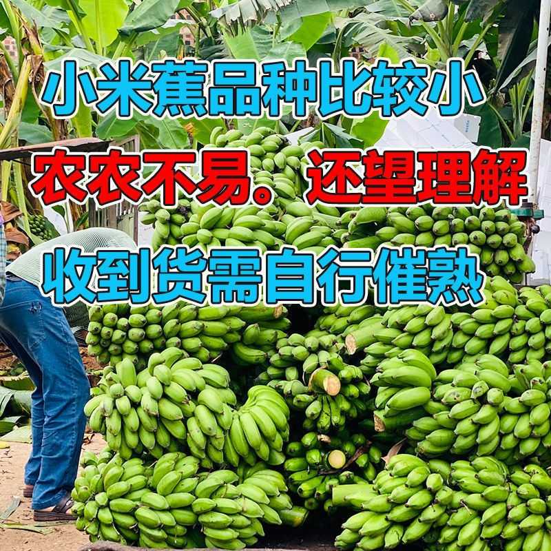 广西农家小米蕉当季新鲜水果整箱自然熟小香蕉皇帝蕉芭蕉年货