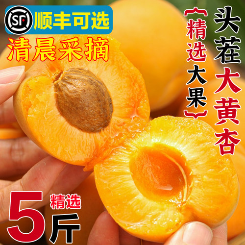 现货速发陕西大黄杏新鲜现摘发货