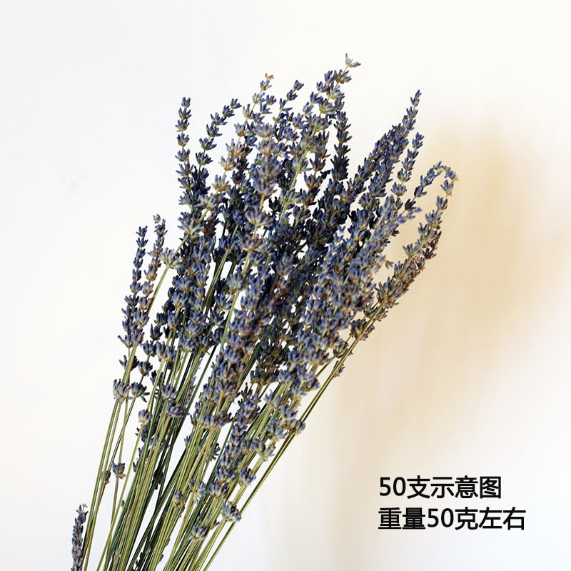 薰衣草干花新疆英国蓝兰