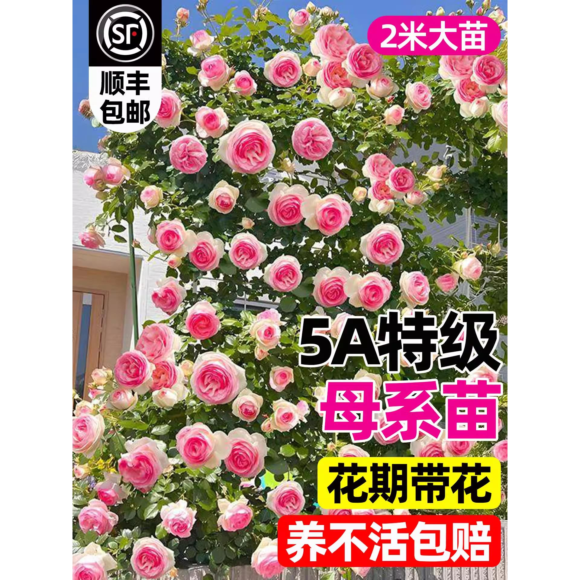 母系特大苗蔷薇花苗藤本月季爬藤爬墙庭院阳台四季盆栽开花花卉