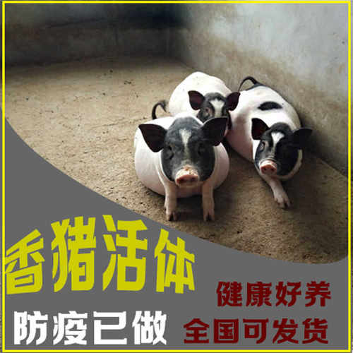 香猪猪苗靓宠异族活体猪