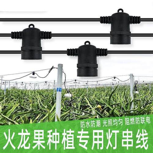 火龙果专用补光灯串线反季催熟画促植物生长补光灯蔬菜大棚百香果