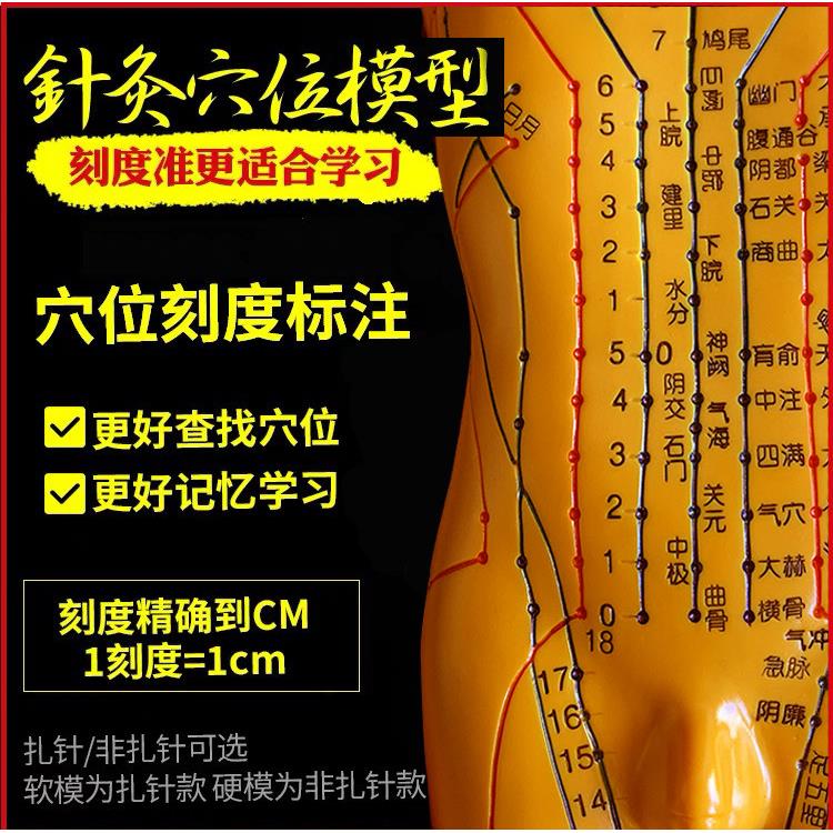 针灸穴位人体模型人全身中医十二经络小皮人经络图穴位模特可扎针