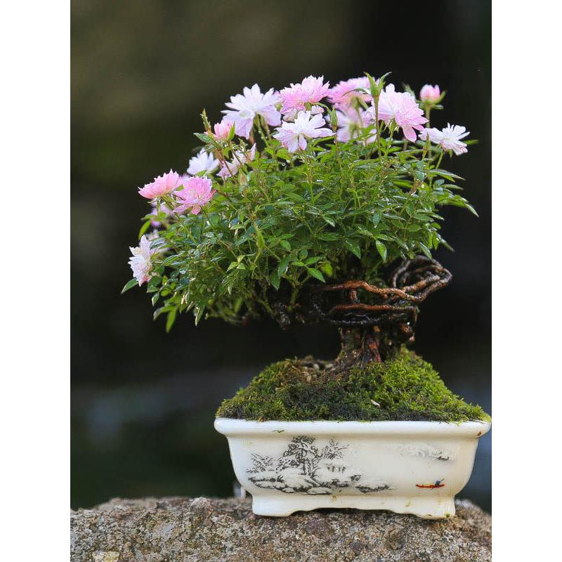 原生姬乙女月季带花苞迷你小花微盆景桌面四季循环开花精致小盆栽
