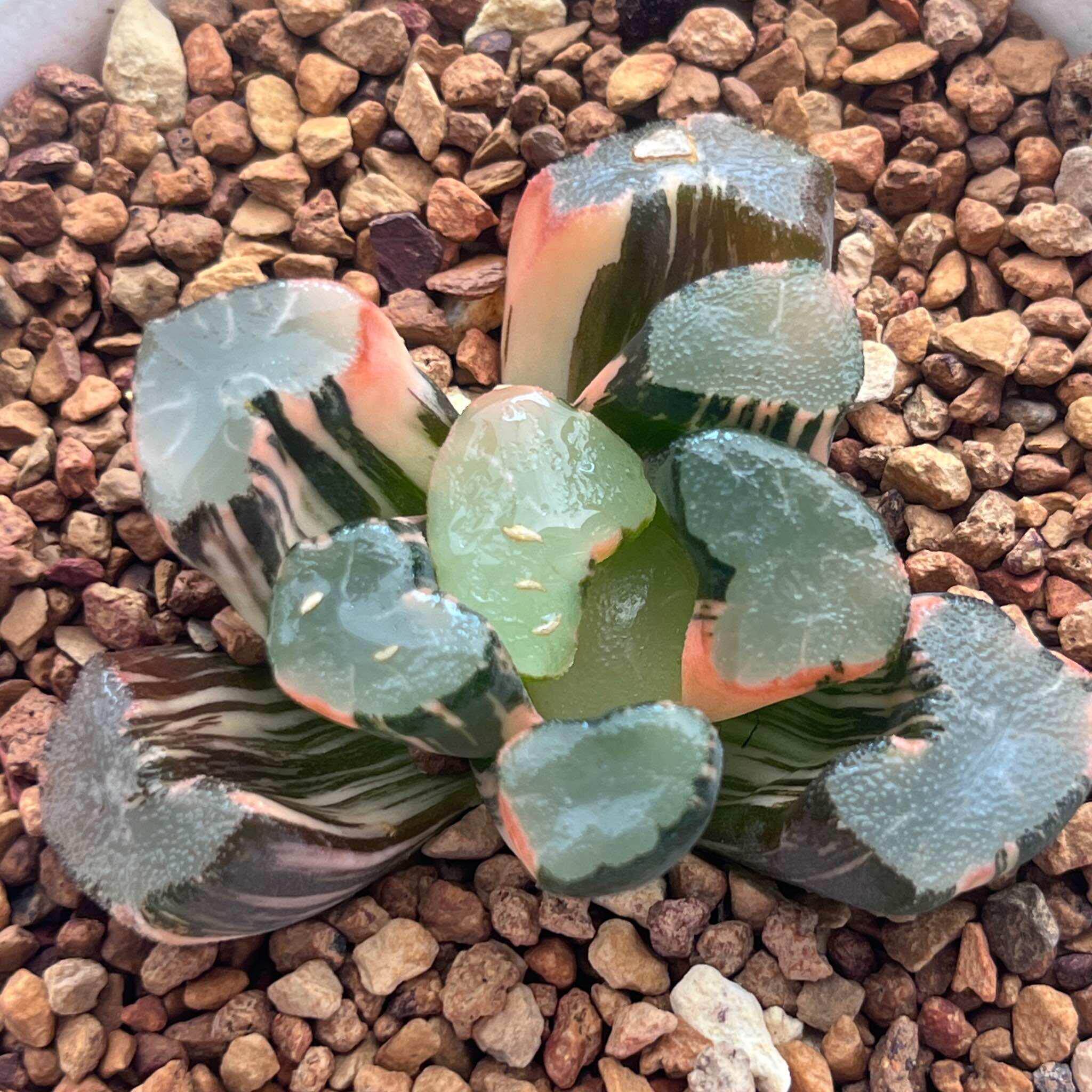《90大明湖万象锦》多肉植物一物一拍带盘发货
