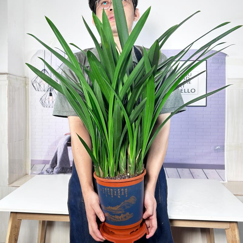 兰花盆栽墨兰企黑金边浓香室内年宵花卉四季好养观花观叶植物盆景