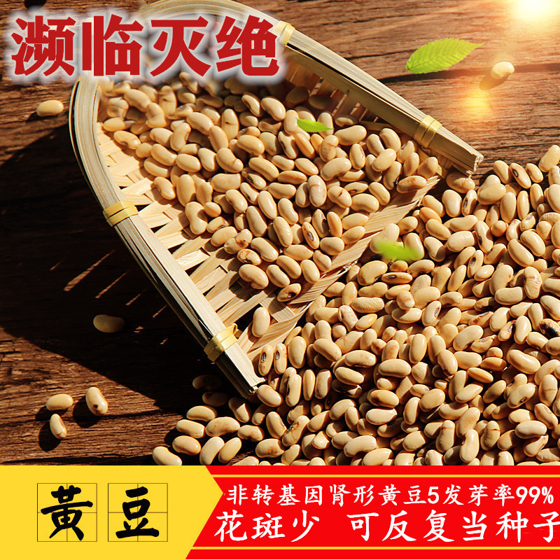 新豆肾形老品种发芽小黄豆