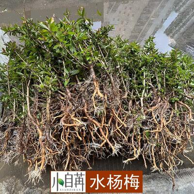 水杨梅鱼缸造景绿植盆栽盆景水景缸水陆缸造景水培土培大量