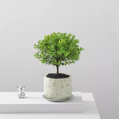 小叶赤楠桌面花卉绿植盆栽室内桌面客厅老桩绿植净化空气植物盆景