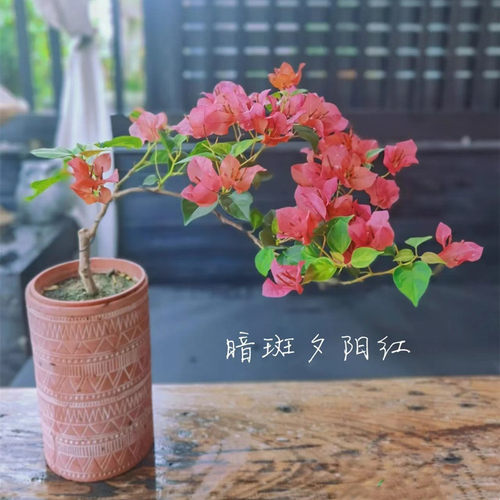暗斑夕阳红三角梅盆栽带花爬藤爬墙花卉植物易活攀爬四季阳台开花