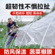 透明小拱棚膜塑料膜蔬菜大棚膜种菜农用薄膜育苗防寒保温pe塑料布