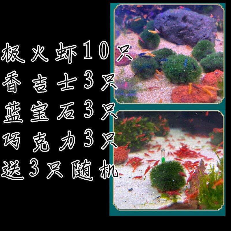 新疆观赏虾包邮除藻套餐特惠活动除藻小能手草缸清洁虾